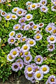 ERIGERON GLAUCUS WESTERN HILLS