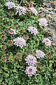 SCABIOUS FARINOSA