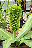 EUCOMIS AUTUMNALIS