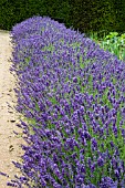 LAVANDULA HIDCOTE HEDGE