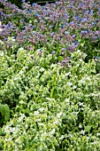 BORAGO OFFICINALIS AND BORAGO OFFICINALIS ALBA