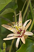 PASSIFLORA JAYNE