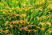 CROCOSMIA X CROCOSMIFOLIA LADY HAMILTON