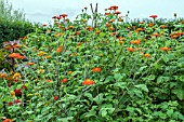 TITHONIA ROTUNDIFLOIA TORCH