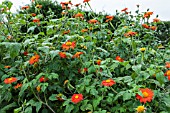 TITHONIA ROTUNDIFLOIA TORCH