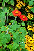 TITHONIA ROTUNDIFLOIA TORCH