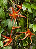 PASSIFLORA ORIENTAL SUNSET