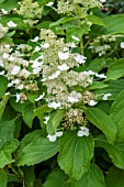 HYDRANGEA PANICULATA WHITE MOTH