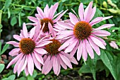 ECHINACEA PURPUREA MAGNET