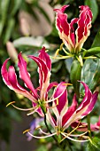 GLORIOSA ROTHSCHILDIANA