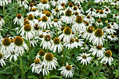 ECHINACEA PURPUREA WHITE SWAN