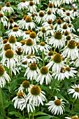 ECHINACEA PURPUREA WHITE SWAN