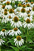 ECHINACEA PURPUREA WHITE SWAN