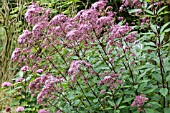 EUPATORIUM MACULATUM ATROPURPUREA GROUP