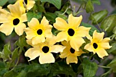 THUNBERGIA ALATA LEMON