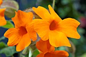 THUNBERGIA GREGORII