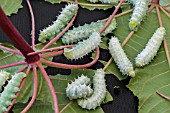 SILK MOTH CATERPILLERS  (SAMIA RICINI)