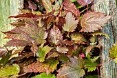 ASTILBE SIMPICIFOLIA ROSE OF CIMARRON