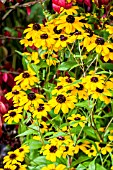 RUDBECKIA TRILOBA