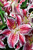 LILIUM MERO STAR