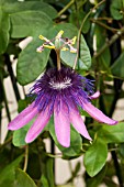 PASSIFLORA ABIGAIL