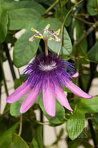 PASSIFLORA_ABIGAIL