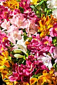 ALSTROEMERIA MIXED