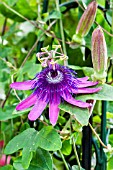 PASSIFLORA ABIGAIL