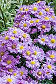 ASTER PINK PRINCESS