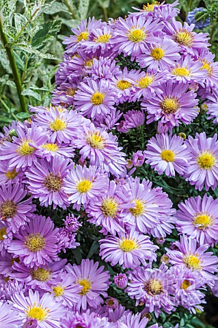 ASTER_PINK_PRINCESS