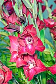 GLADIOLUS BLACK SURPRISE