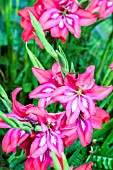 GLADIOLUS NANUS ROBINETTA