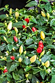 CHILLI PRARIE FIRE