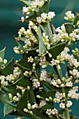 COLLETIA PARADOXA