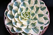 ECHEVARIA COMPTON CAROUSAL