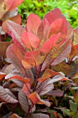 COTINUS COGGYRIA OLD FASHIONED