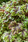 HEUCHERELLA GOLDEN ZEBRA