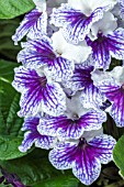 STREPTOCARPUS LEYLA