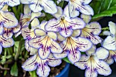 STREPTOCARPUS SEREN