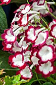 STREPTOCARPUS ROULETTE CHERRY