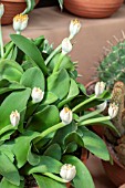 HAEMANTHUS ALBIFLOS VAR DENFORMIS