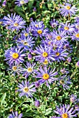 ASTER FRANFIELDII