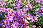 ASTER BRILLIANT