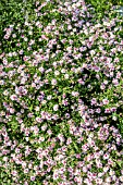 ASTER LATERIFOLIUS COOMBE FISHACRE