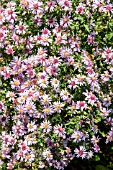 ASTER LATERIFOLIUS COOMBE FISHACRE