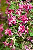 LESPEDEZA THUNBERGII AGM