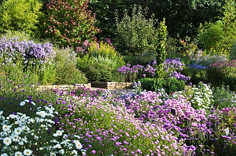THE_PICTON_GARDEN_NATIONAL_COLLECTION_OF_ASTERS