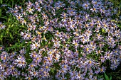 ASTER PYRANAEUS LUTETIA