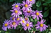 ASTER ROSA ERFULLUNG