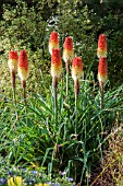 KNIPHOFIA CAULESCENS